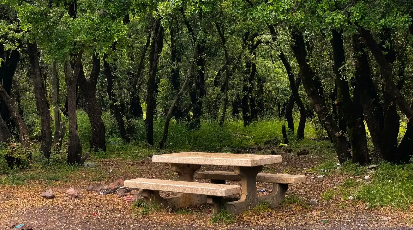 Shaded picnic area inside Mas‘ada Forest