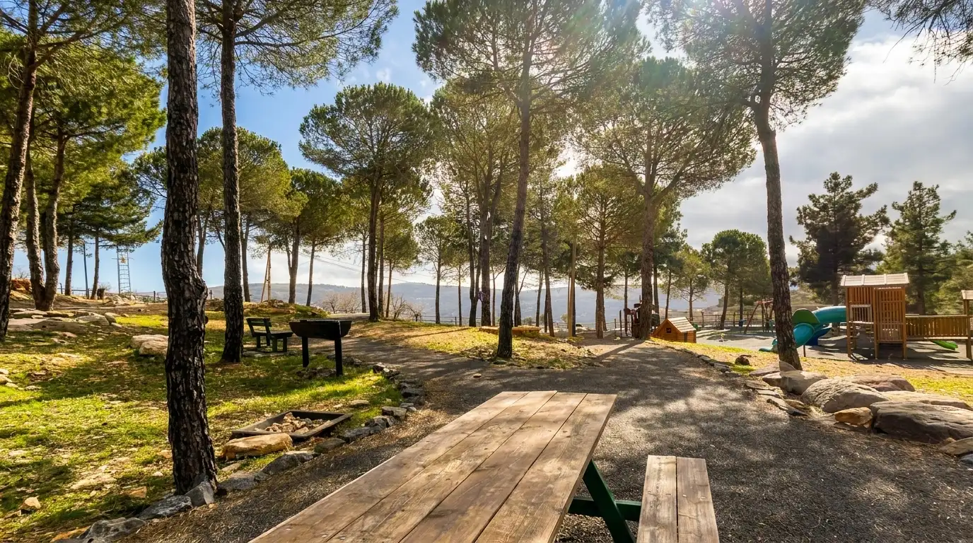 Picnic table surrounded by pine trees at Ein Al-Qa'qan