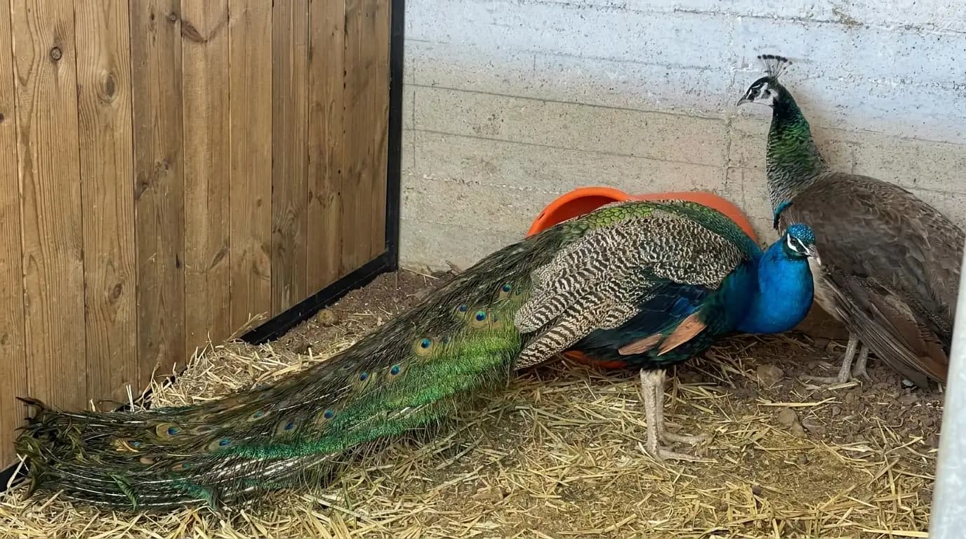 Peacock standing inside a stable at Har Odem Farm